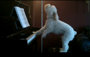 dog-singing